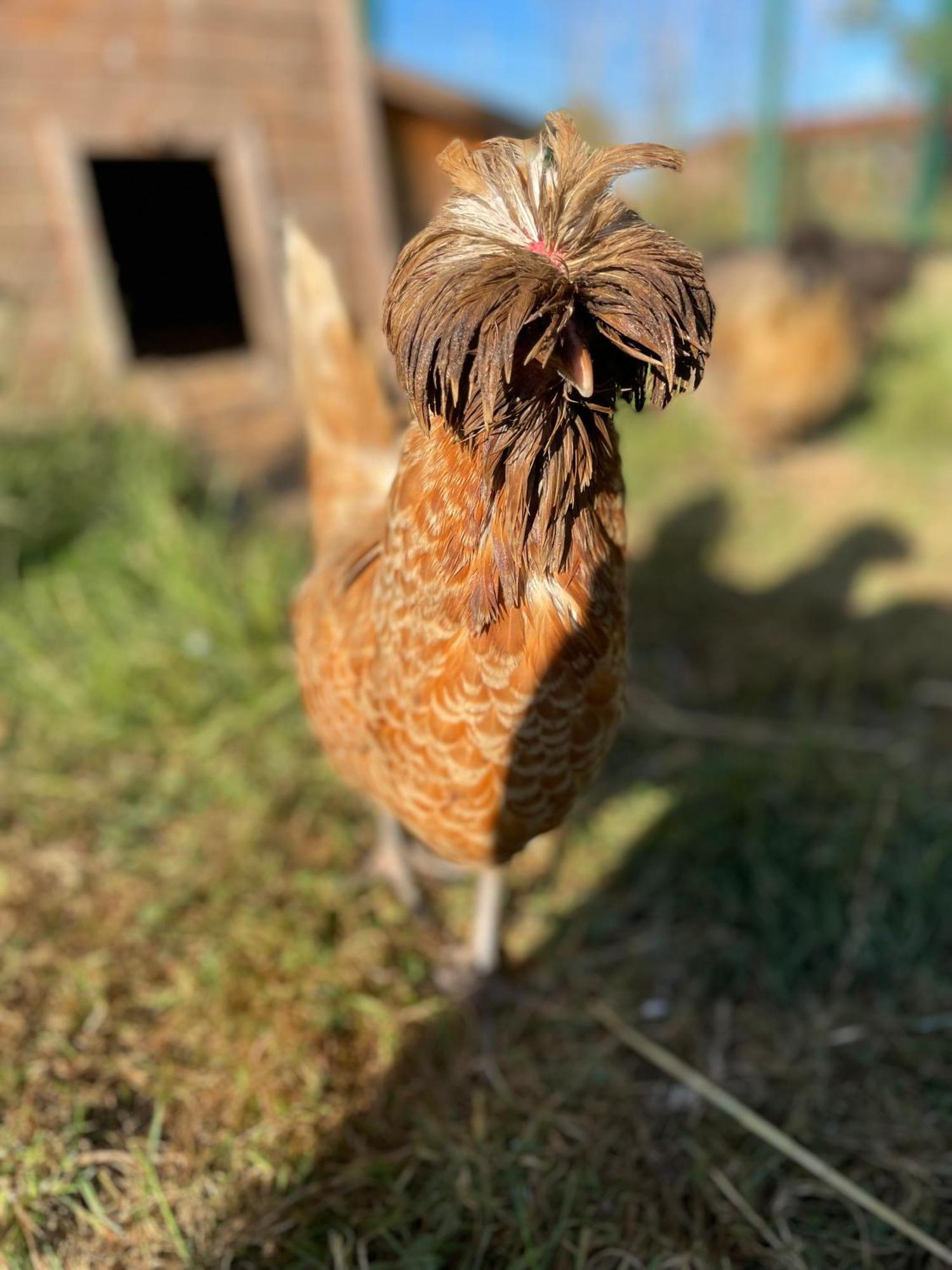 La Ferme Du Paradis Merris Eksteriør bilde